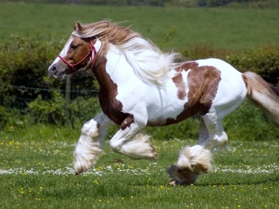 Majestuoso caballo gitano galopando en un pasto verde