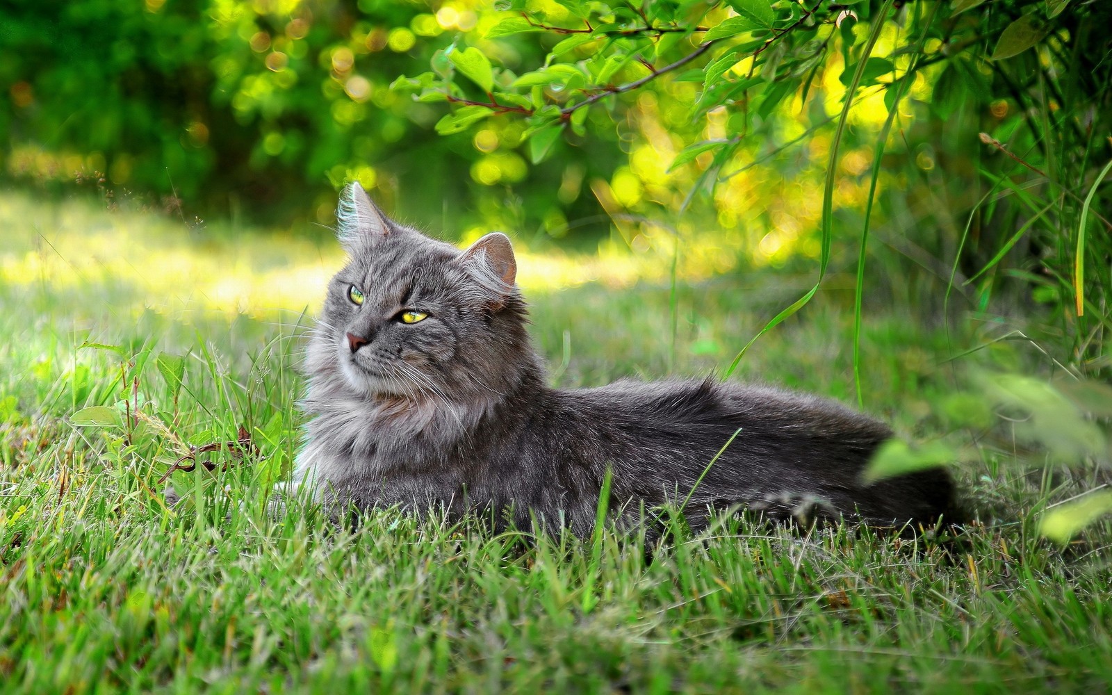 Кошка лежит на траве под деревом (персидская кошка, felidae, полосатый кот, котёнок, зелёный)