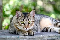 Gato atigrado con llamativos ojos verdes descansando en la naturaleza