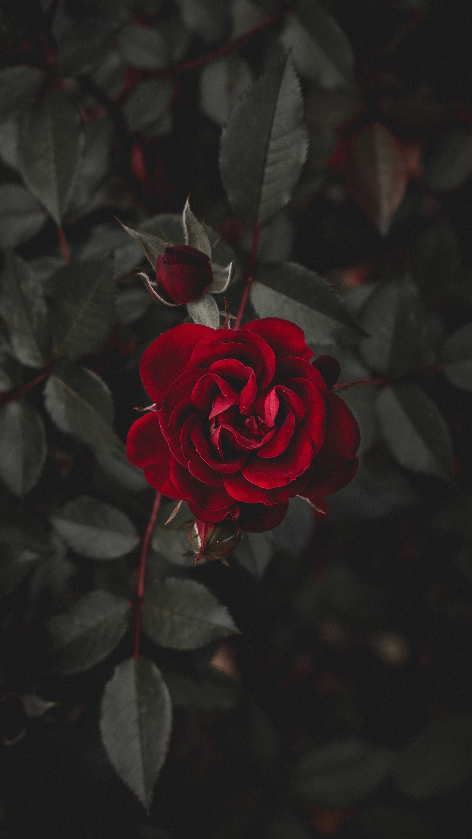 A close up of a red rose with green leaves on a dark background (flower, flowers, rose)