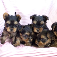 Adorables cachorros de Yorkshire Terrier acurrucados juntos