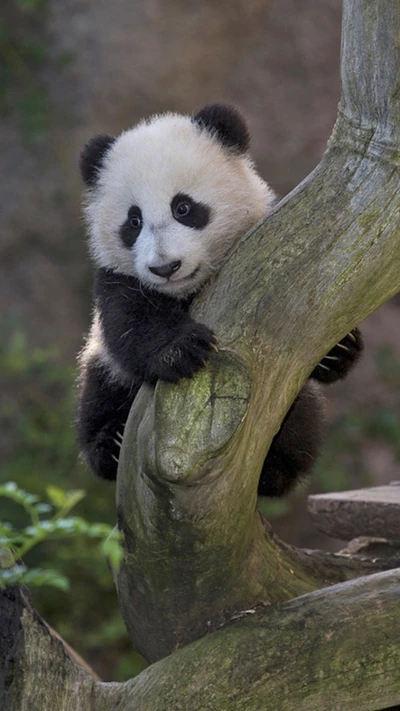 Adorável filhote de panda subindo brincando em um galho de árvore.