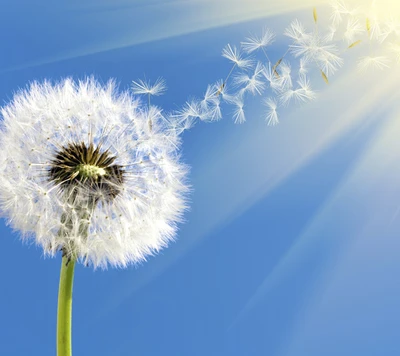 Semillas de diente de león bailando en la luz del sol