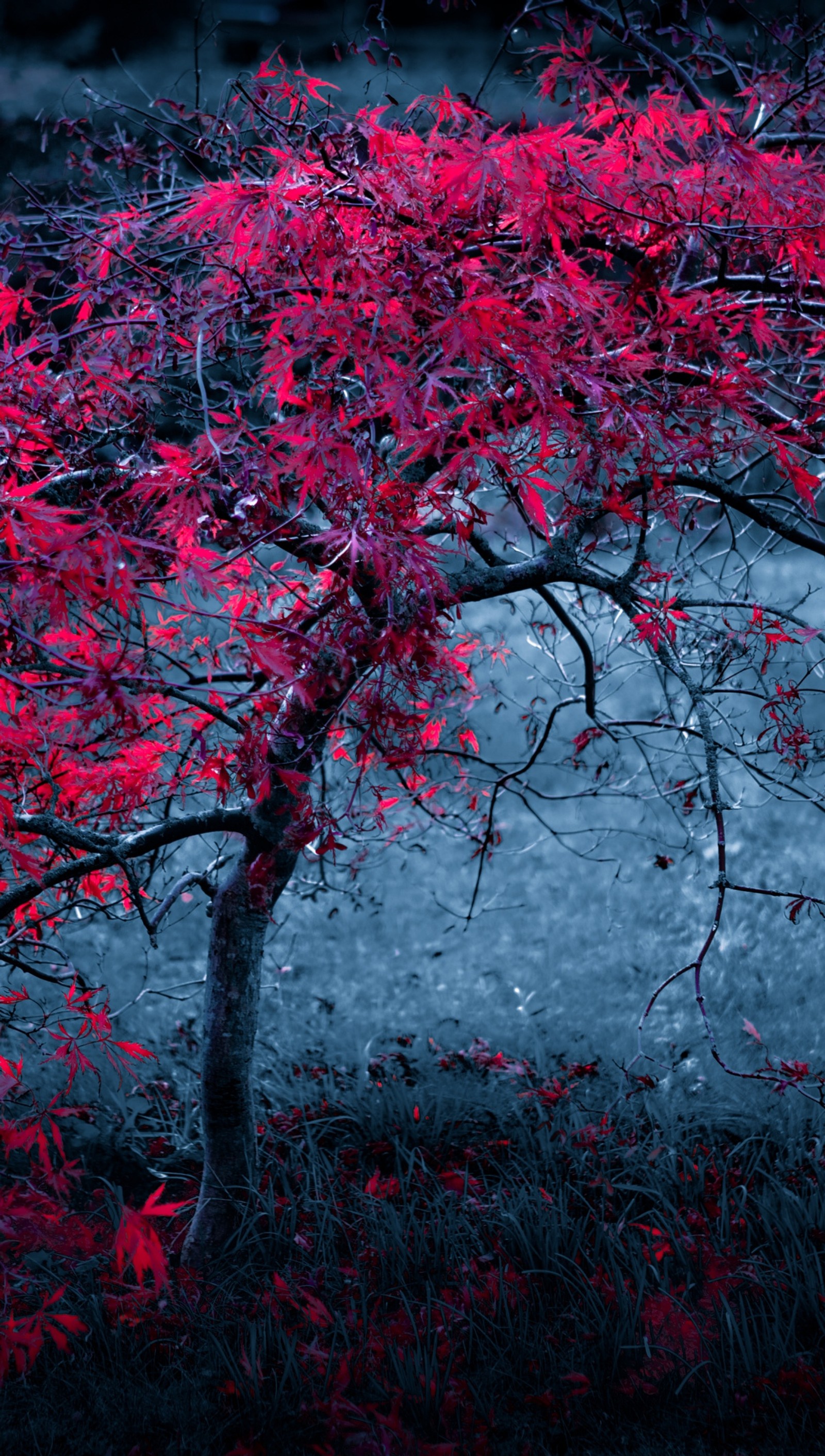 Il y a un arbre rouge avec des feuilles rouges dans l'herbe (abstrait, froid, violet, arbre)