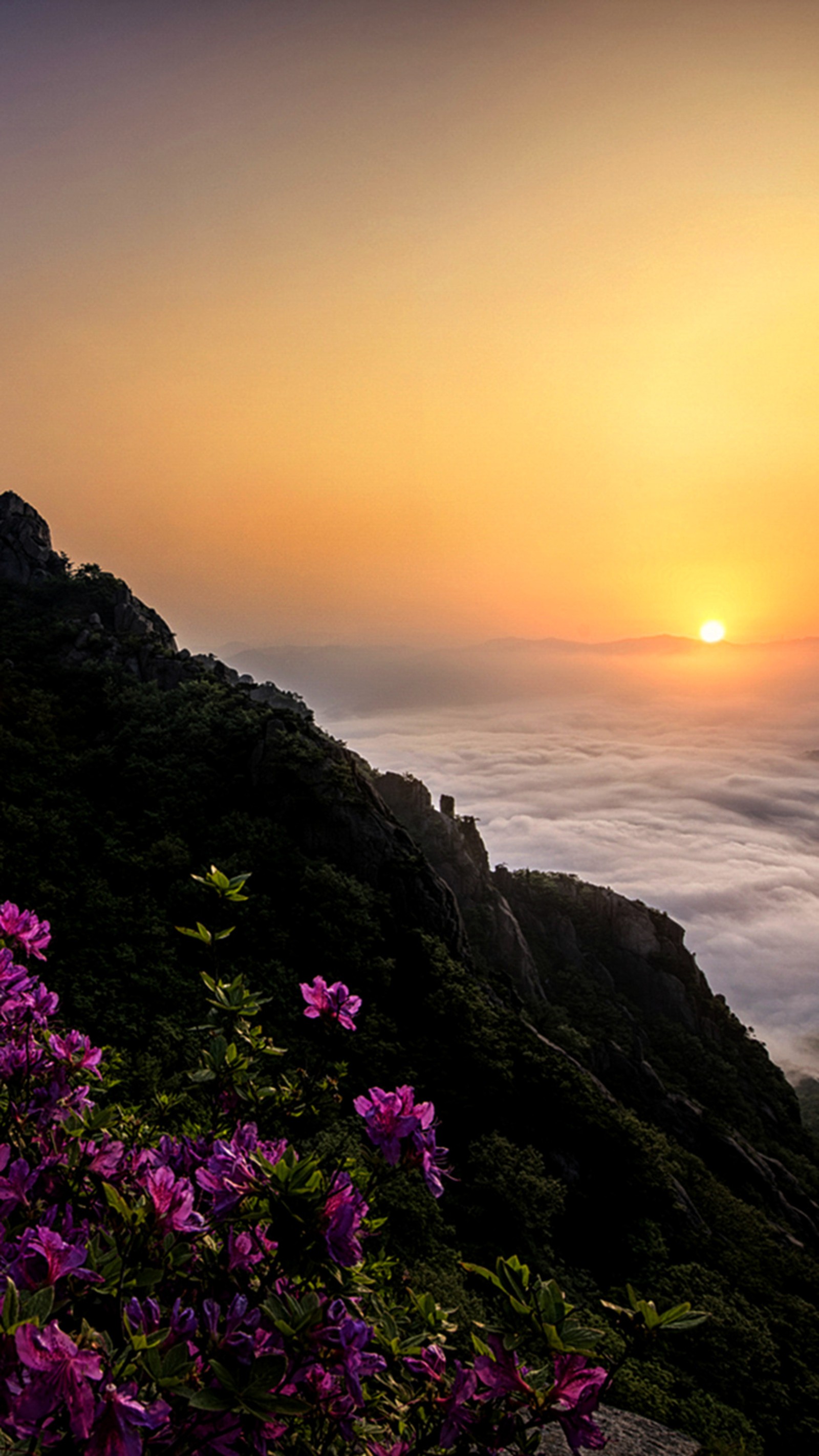 Purple flowers on a mountain with a sunset in the background (nature, spring)