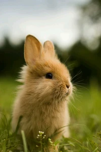 animals, rabbit wallpaper