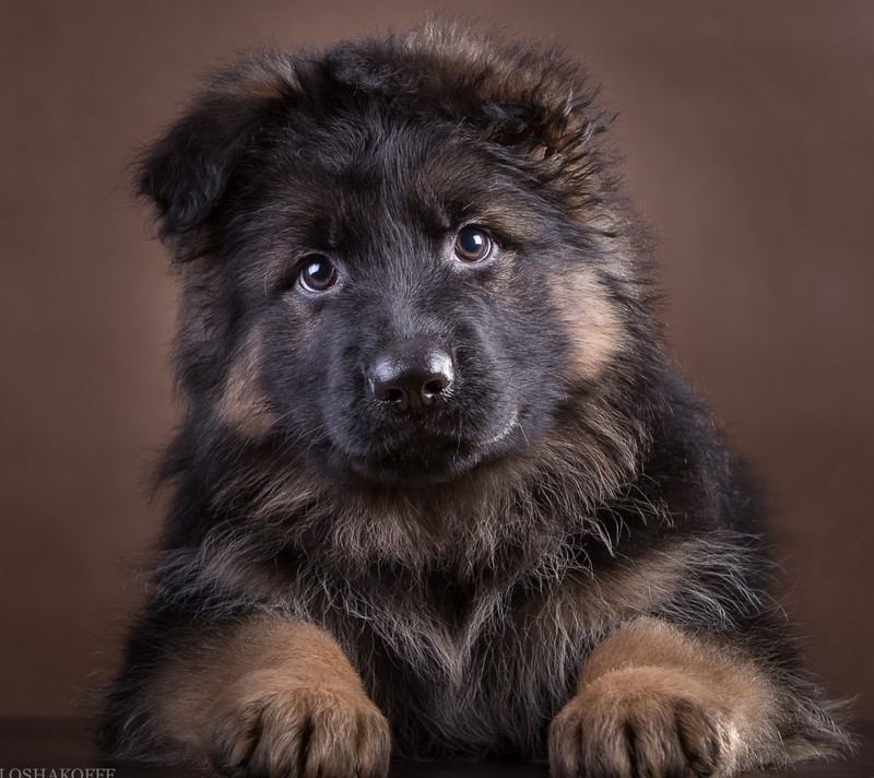 Arafed puppy laying down on a table looking at the camera (pies, piesek)