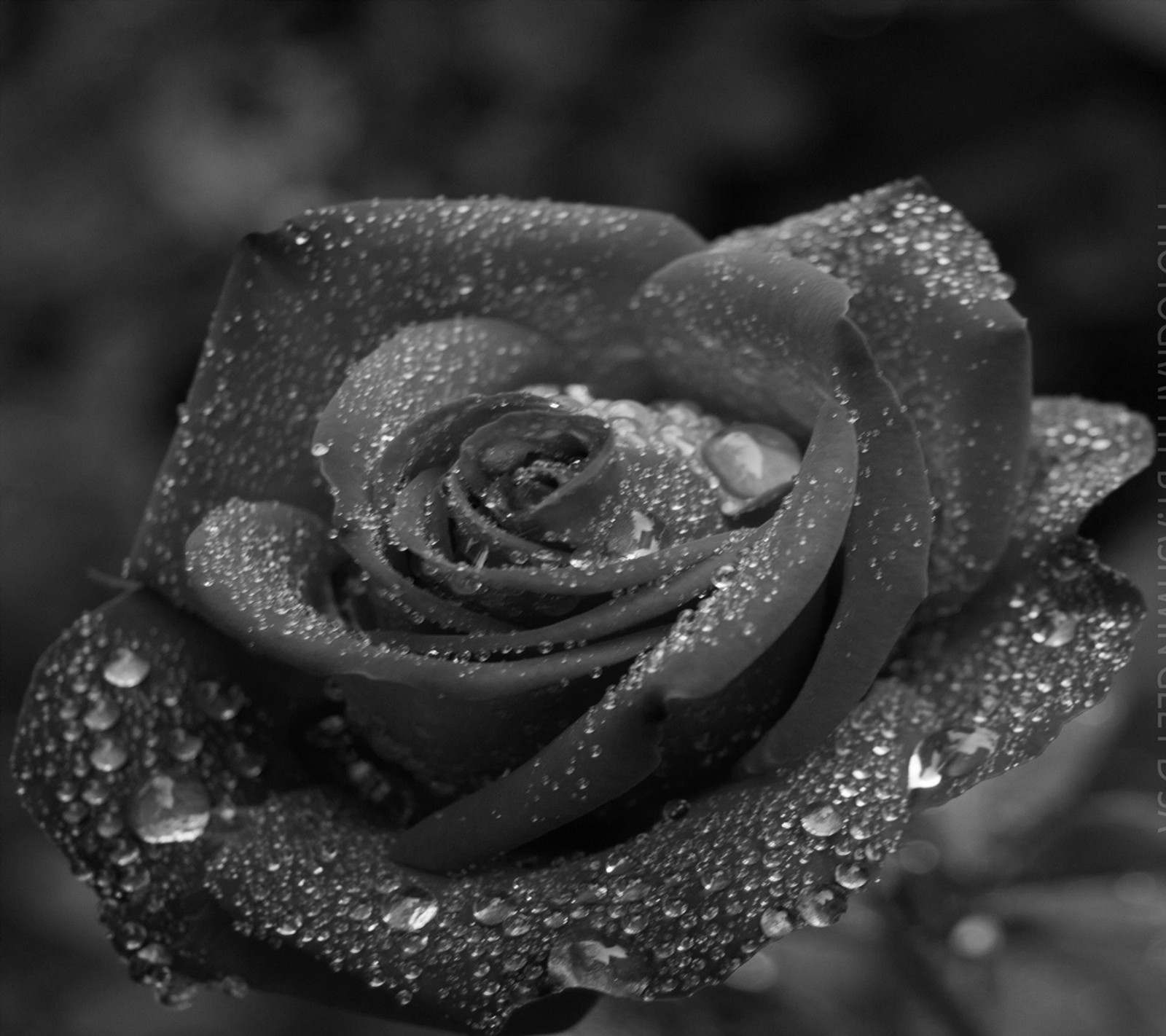 A black and white photo of a rose with water droplets (black, rose)