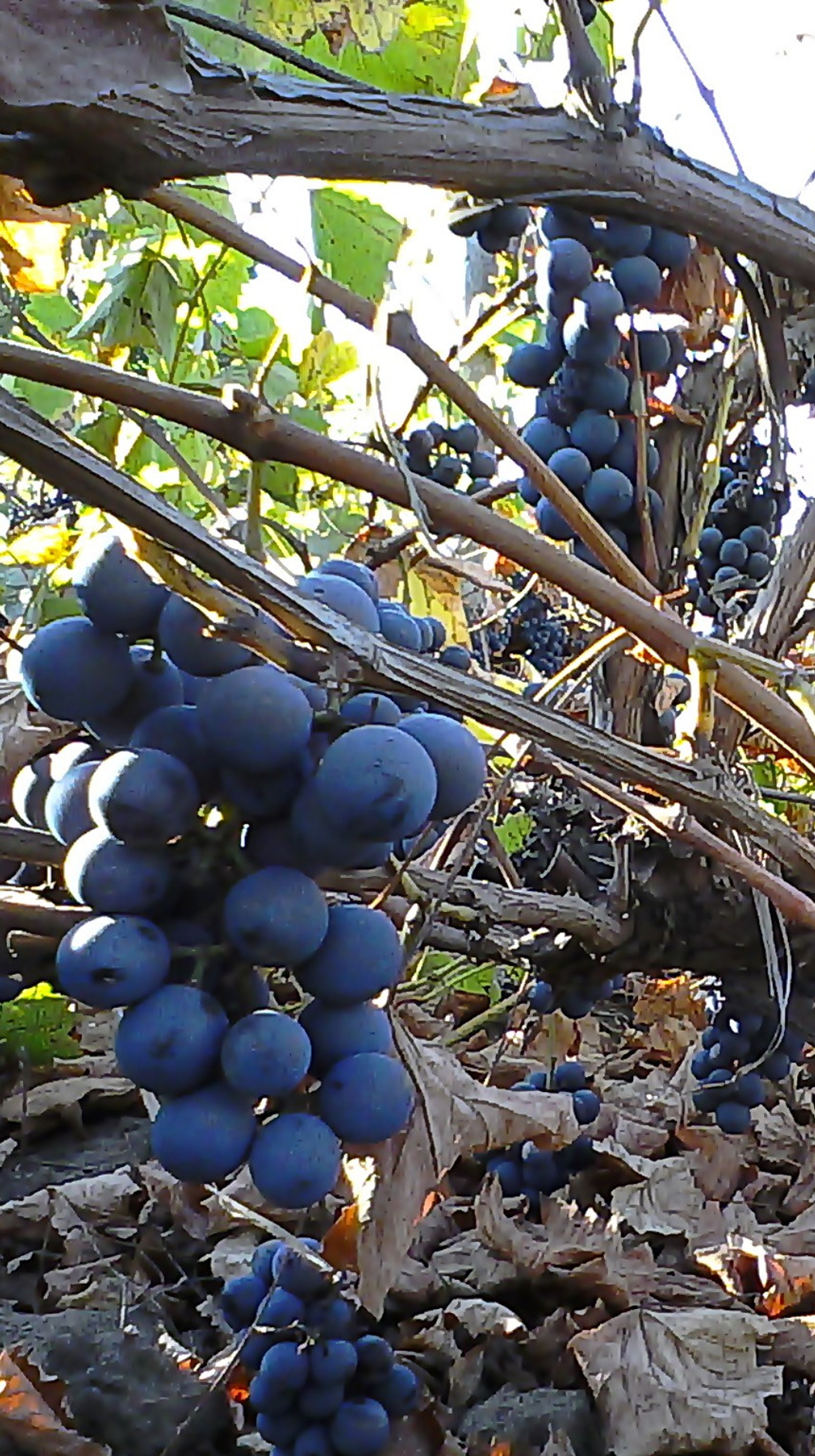 Téléchargez le fond d'écran raisins, roumanie, smartphone, papier peint