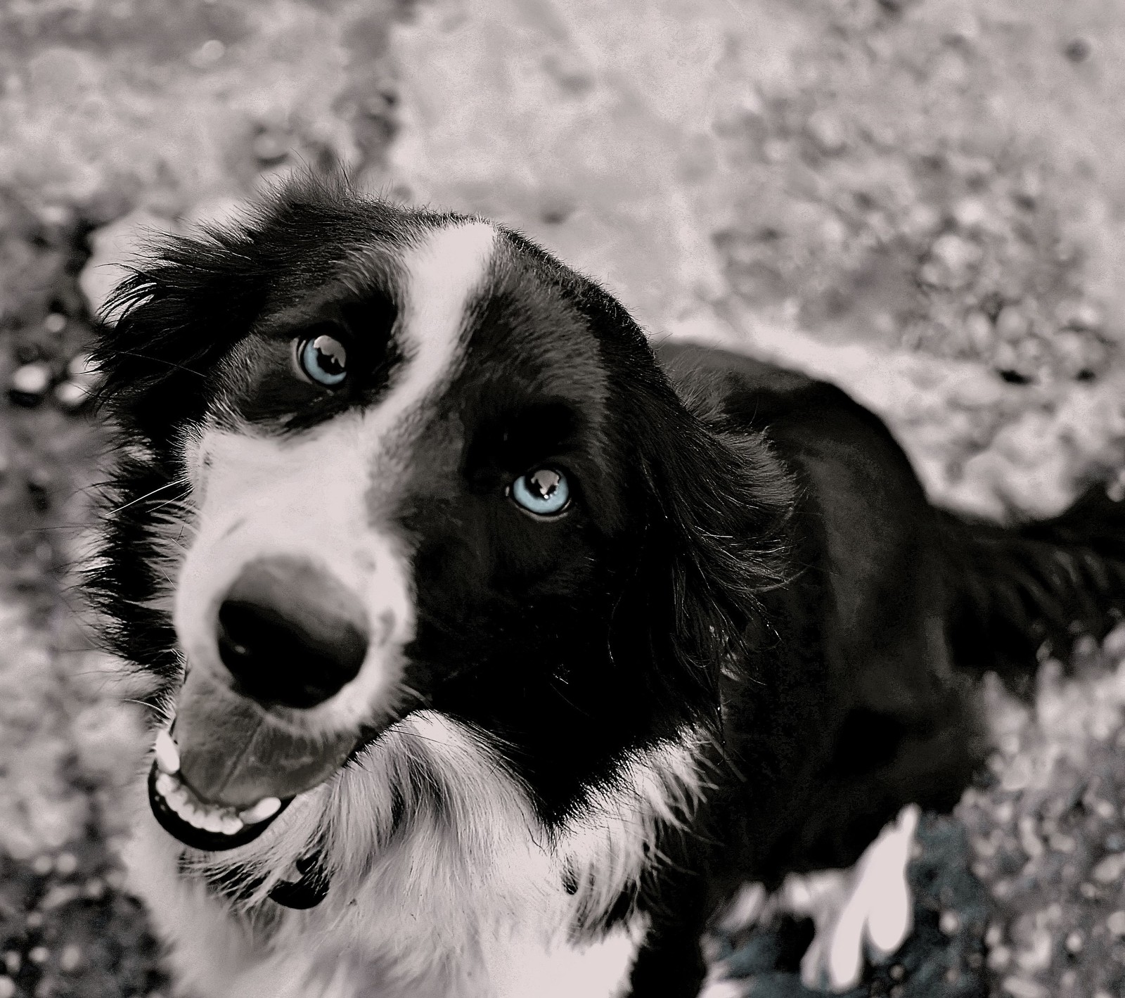 There is a black and white dog with blue eyes looking up (dog, fantasy, perrro)