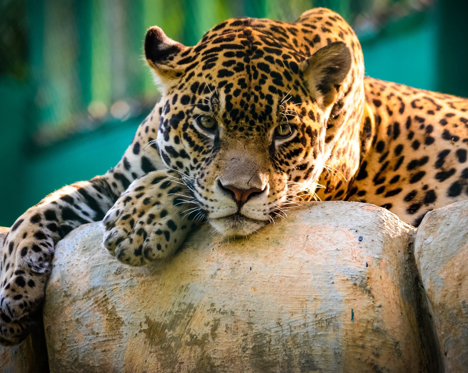 Baixar papel de parede animais, gato, animais de estimação, tigre