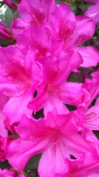 Lebendige rosa Azaleen in Blüte