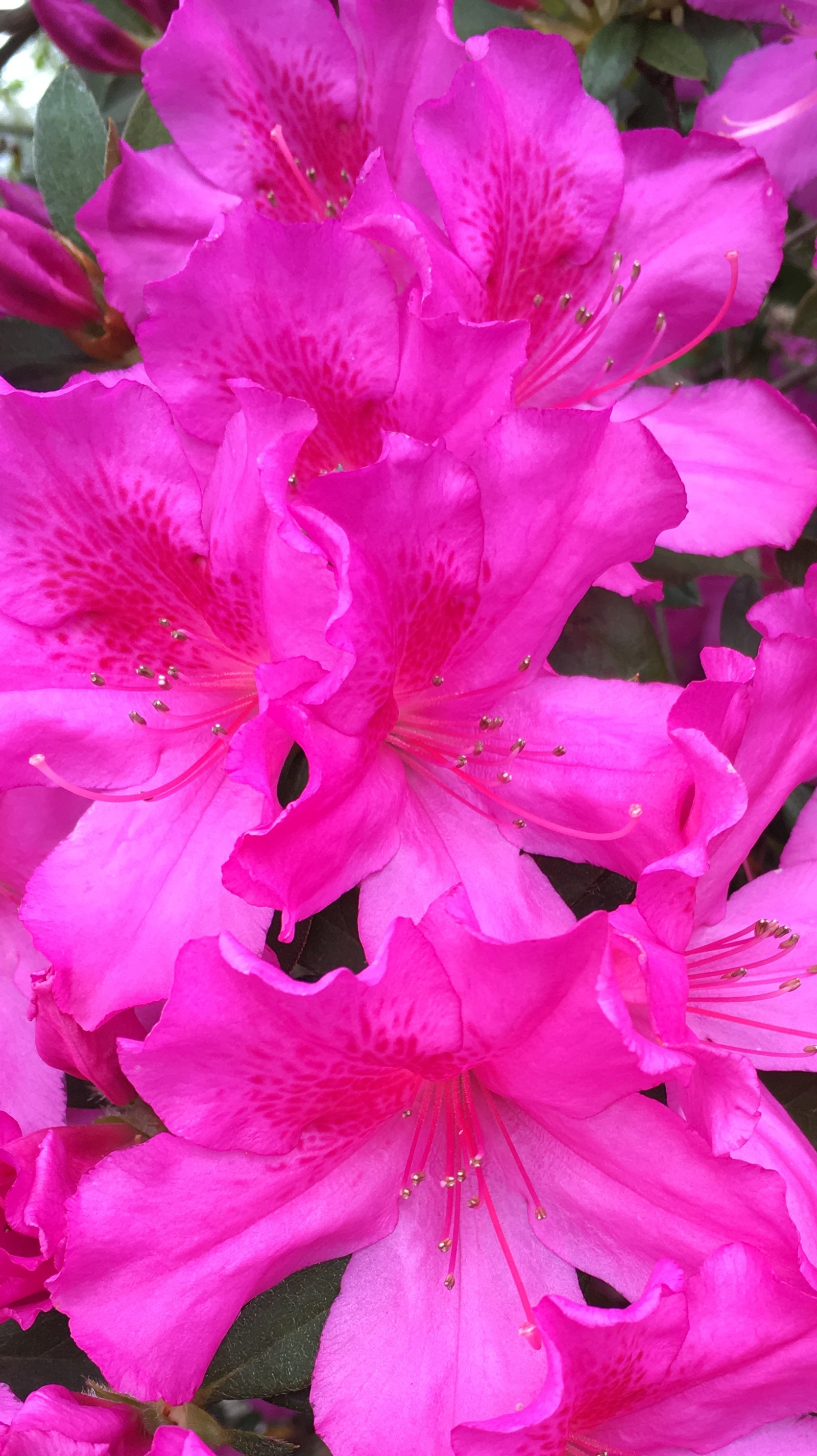 No jardim, muitas flores rosas estão florescendo (azálea, flor, louisiana, rosa)