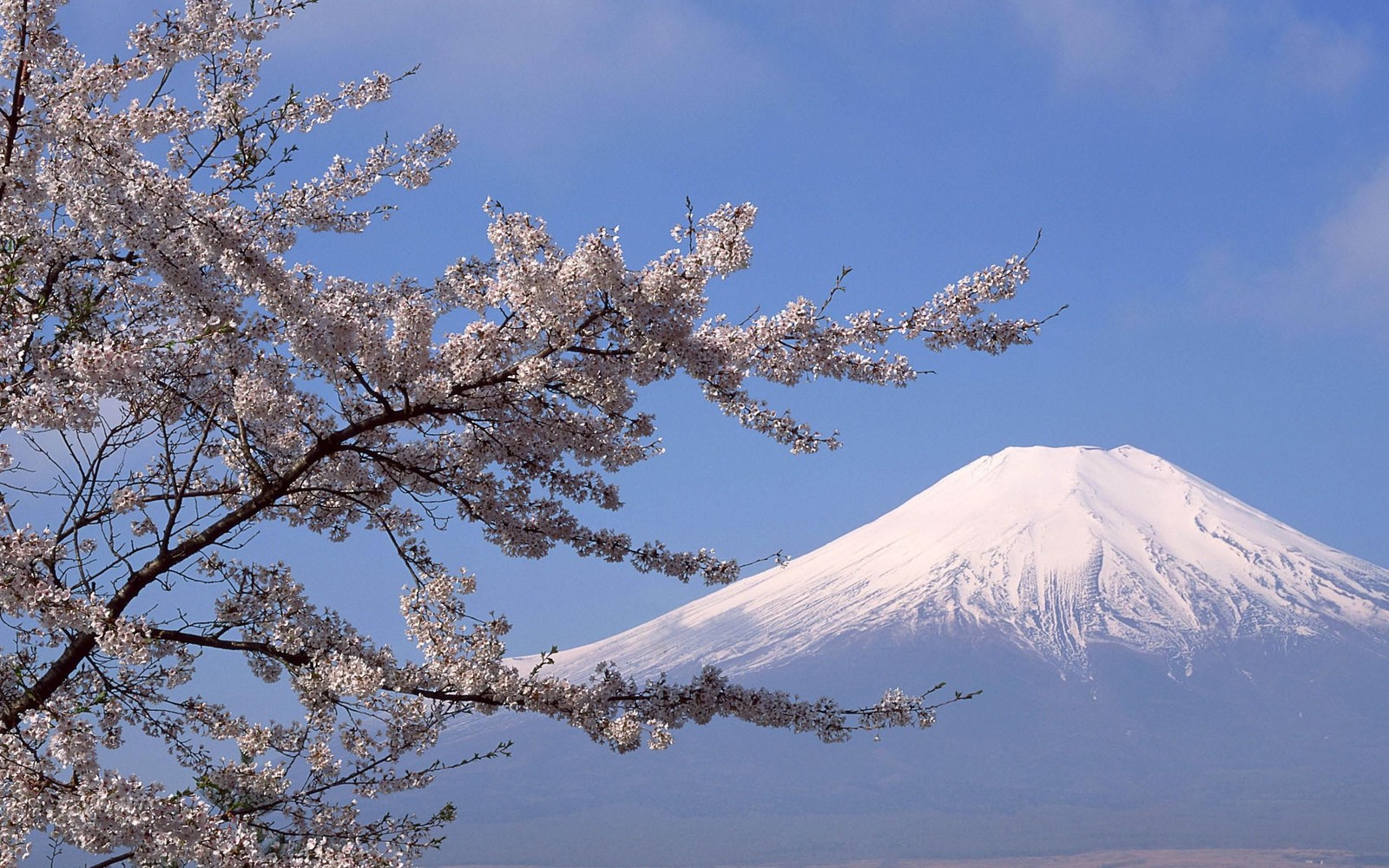 Vue arafed d'une montagne au loin avec un arbre au premier plan (mont fuji, arbre, floraison, fleur, fleur de cerisier)