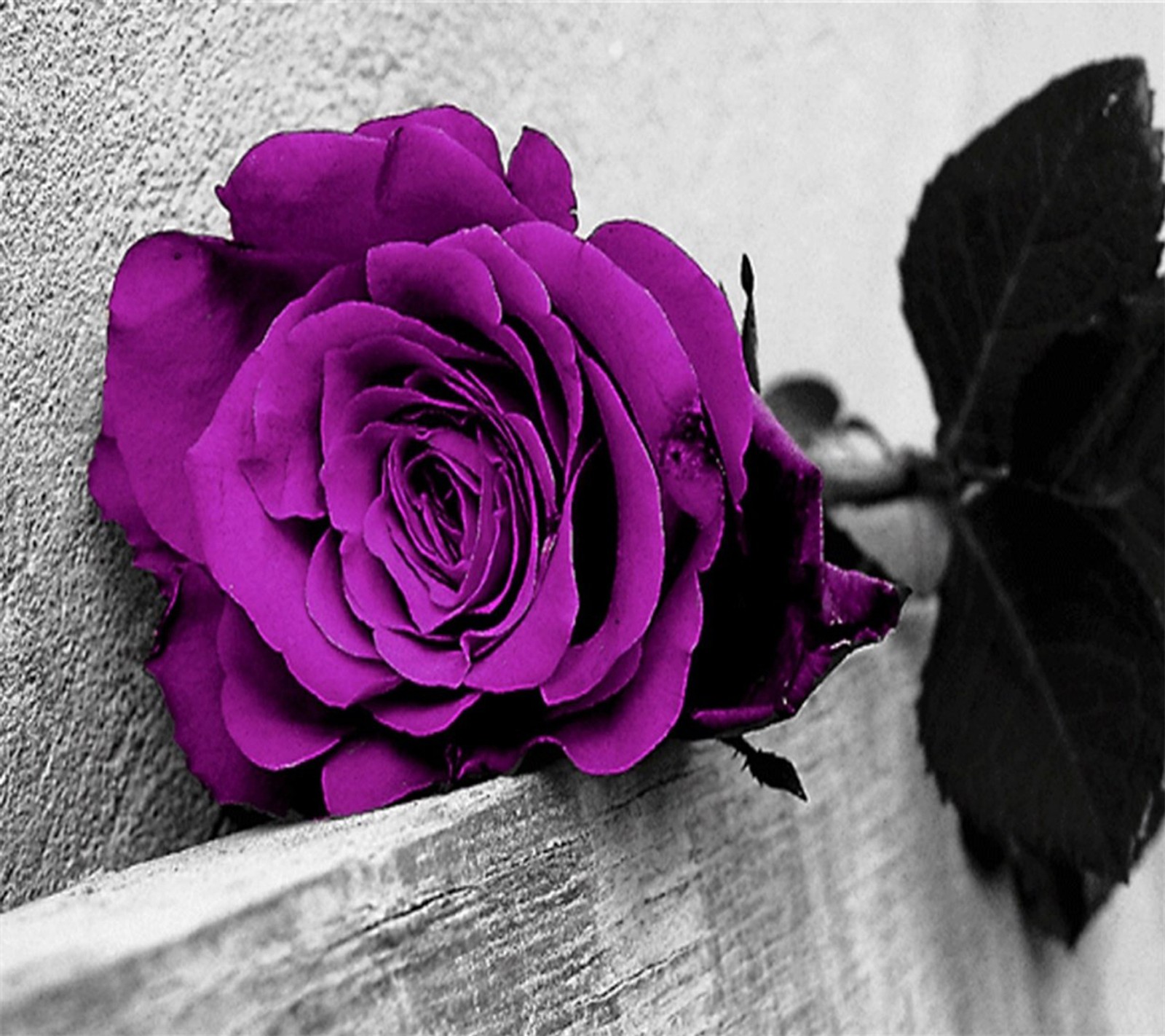 Purple rose sitting on a wooden bench with a black and white background (purple, rose)