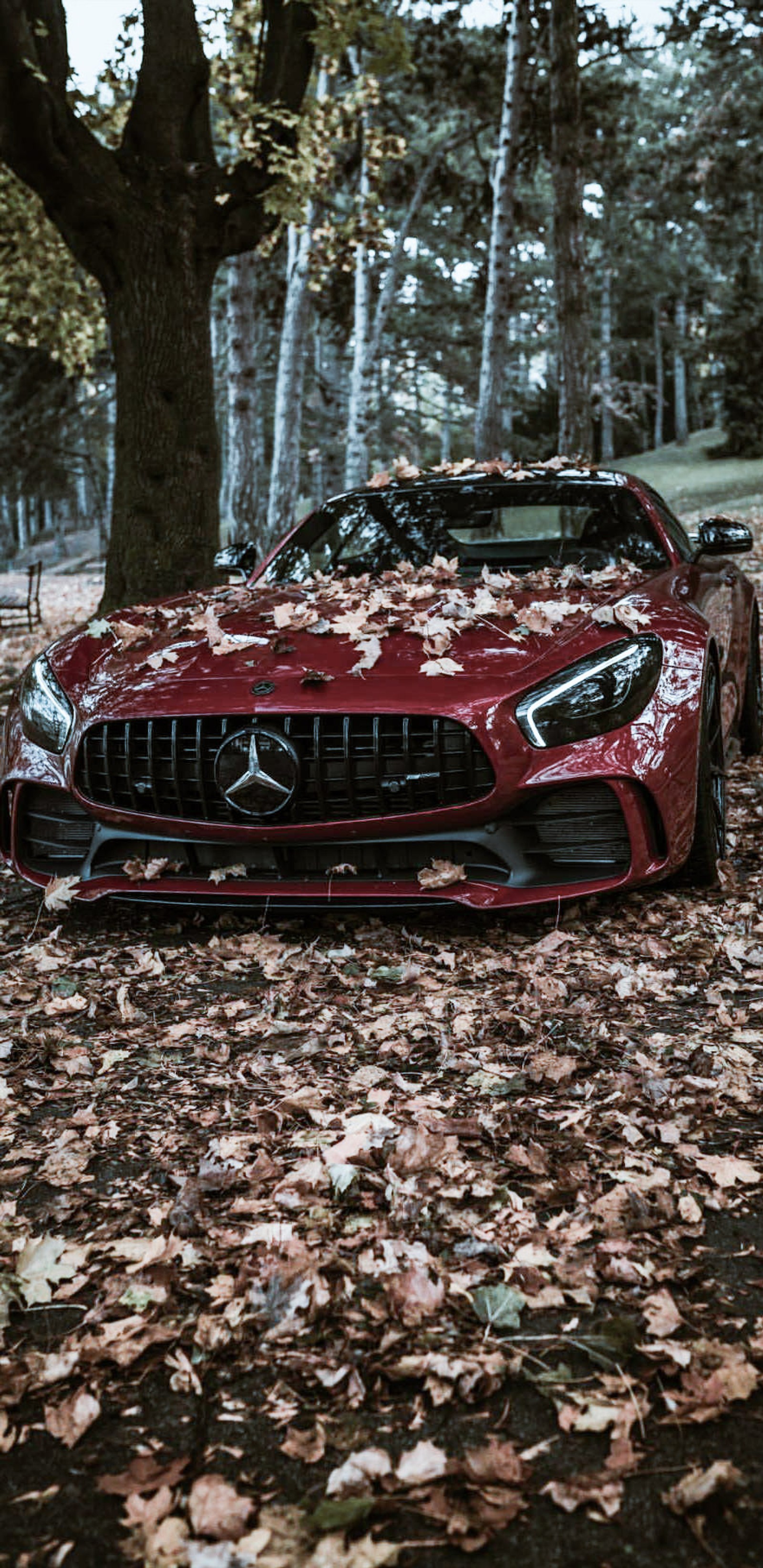 amg, car, carros, cool, forest Download Wallpaper