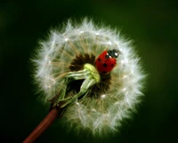 Coccinelle se reposant sur une tête de semence de pissenlit