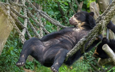 Un ours noir américain détendu se prélassant dans un hamac au milieu d'une végétation luxuriante.