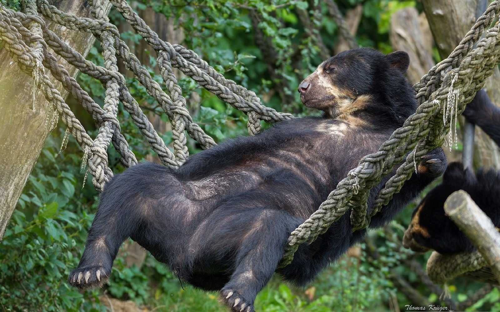 There is a bear that is laying in a hammock (polar bear, american black bear, grizzly bear, terrestrial animal, bear)