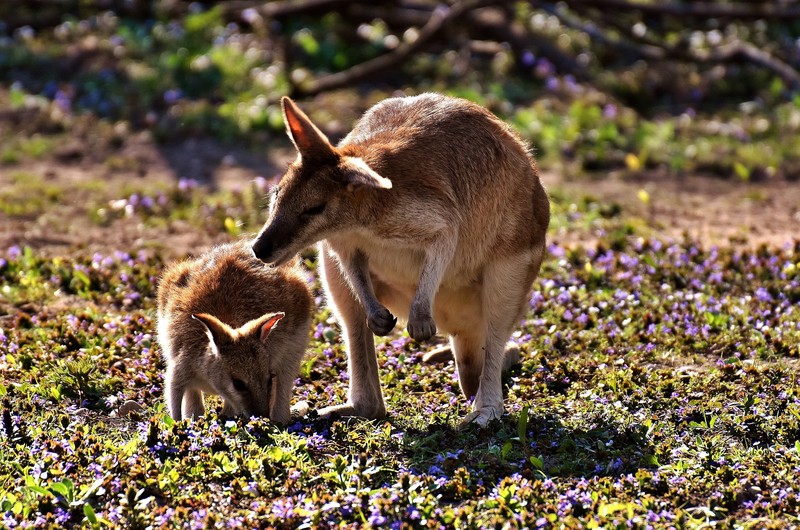 Два кенгуру стоят на траве (кенгуру, дикая природа, валлаби, wallaby, сумчатое)