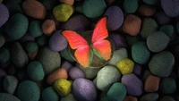 Colorful Butterfly Resting on Vibrant Pebbles