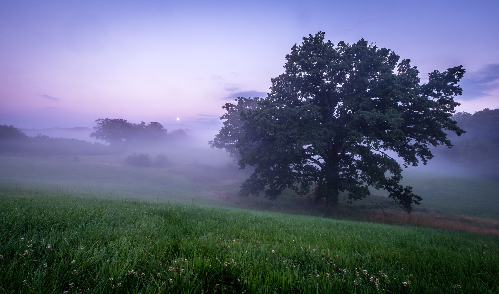 Uma árvore em um campo com um céu nublado (névoa, planta, atmosfera, nuvem, paisagem natural)