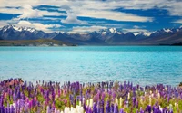 Flores silvestres vibrantes emoldurando as águas tranquilas do Lago Tekapo contra um majestoso pano de fundo montanhoso.