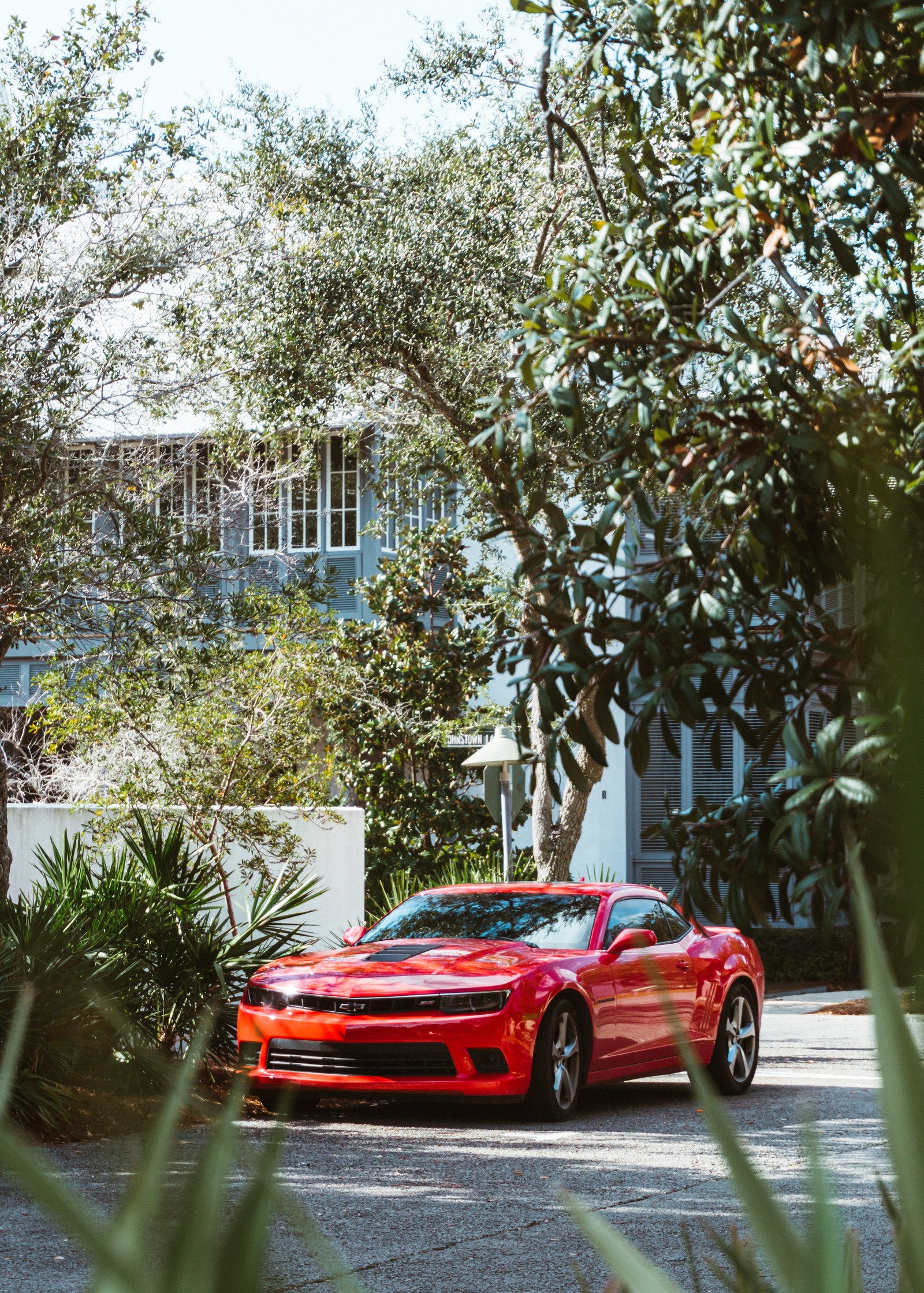 Lade sportwagen, muscle car, rot, baum, fahrzeugaußenbereich Hintergrund herunter