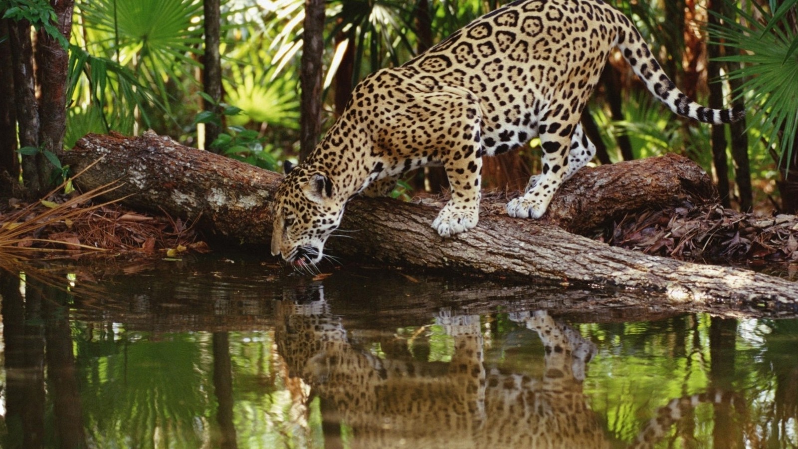 Téléchargez le fond d'écran faune, jaguar, animal terrestre, réserve naturelle, léopard