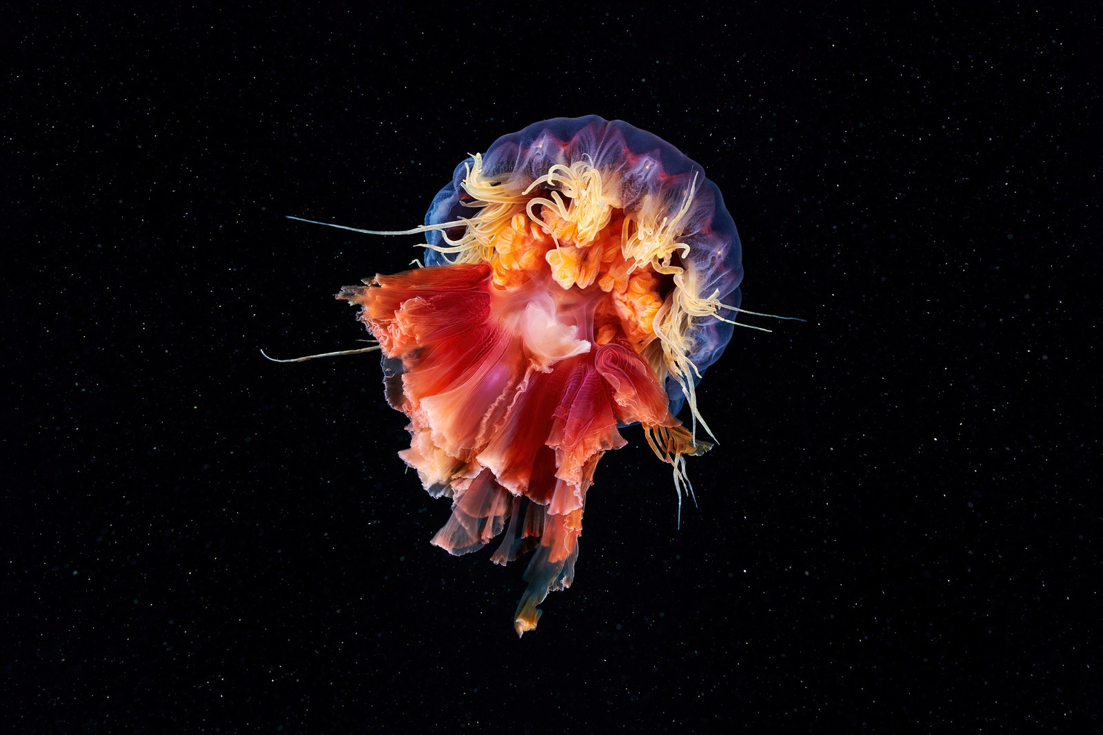 Скачать обои медуза, цианея капиллярная, cyanea capillata, lions mane jellyfish, огромная медуза