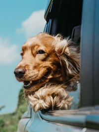 A joyful English Cocker Spaniel enjoying a breeze with its head out of a car window.