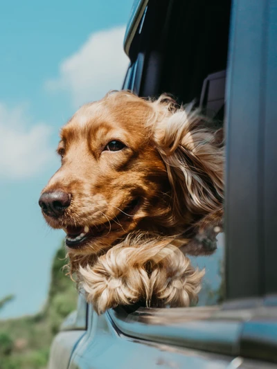 Ein fröhlicher englischer Cocker Spaniel genießt eine Brise mit dem Kopf aus dem Autofenster.