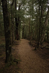 Ruhiger Waldweg in einem alten Wald