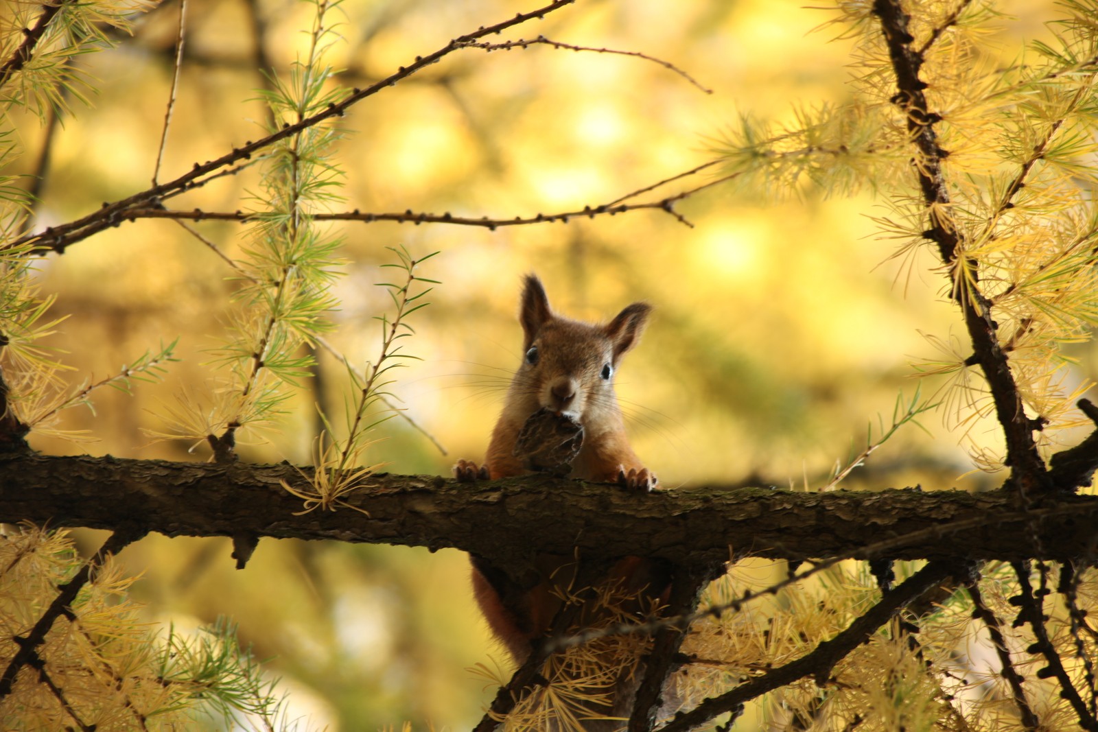 Il y a un petit écureuil assis sur une branche d'un arbre (faune, branche, arbre, feuille, ensoleillement)