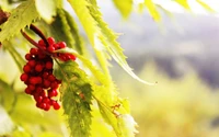 Close-Up of Vibrant Red Berries on a Green Branch in Spring