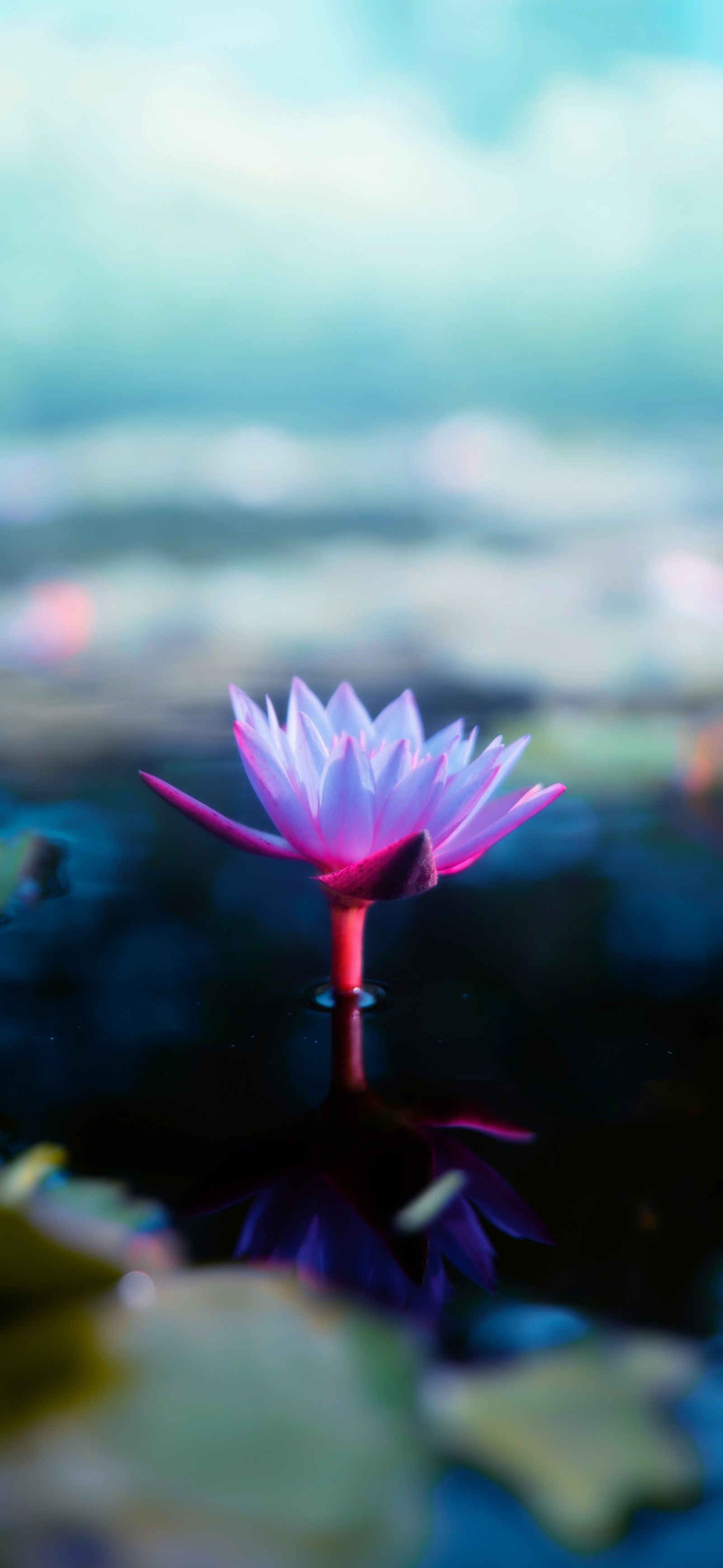 Eine rosa blume, die im wasser schwimmt. (pflanze, blume, blühende pflanze, lotus, heilige lotus)