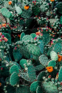 cactus, succulent plant, plant, flower, prickly pear wallpaper