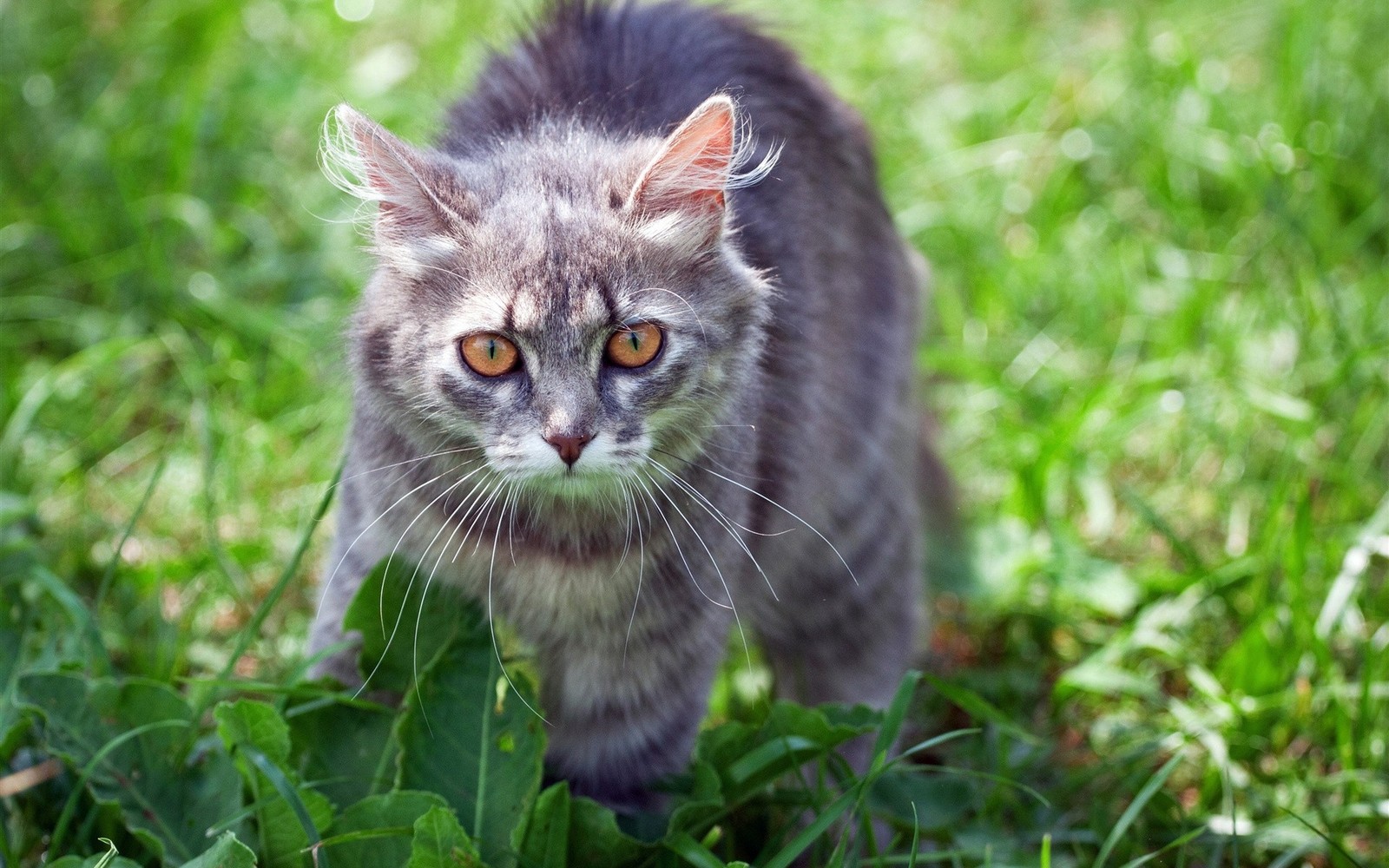 Кошка идет по траве (котёнок, растение, кошки маленьких и средних размеров, фауна, черепаховая кошка)