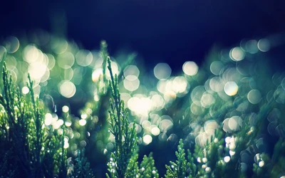 Herbes vertes ensoleillées avec un effet bokeh rêveur