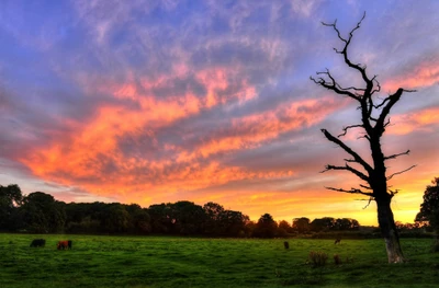 coucher de soleil, nature, crépuscule, nuage, arbre