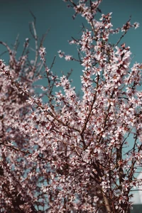 Árvore de flor de cerejeira em plena floração da primavera