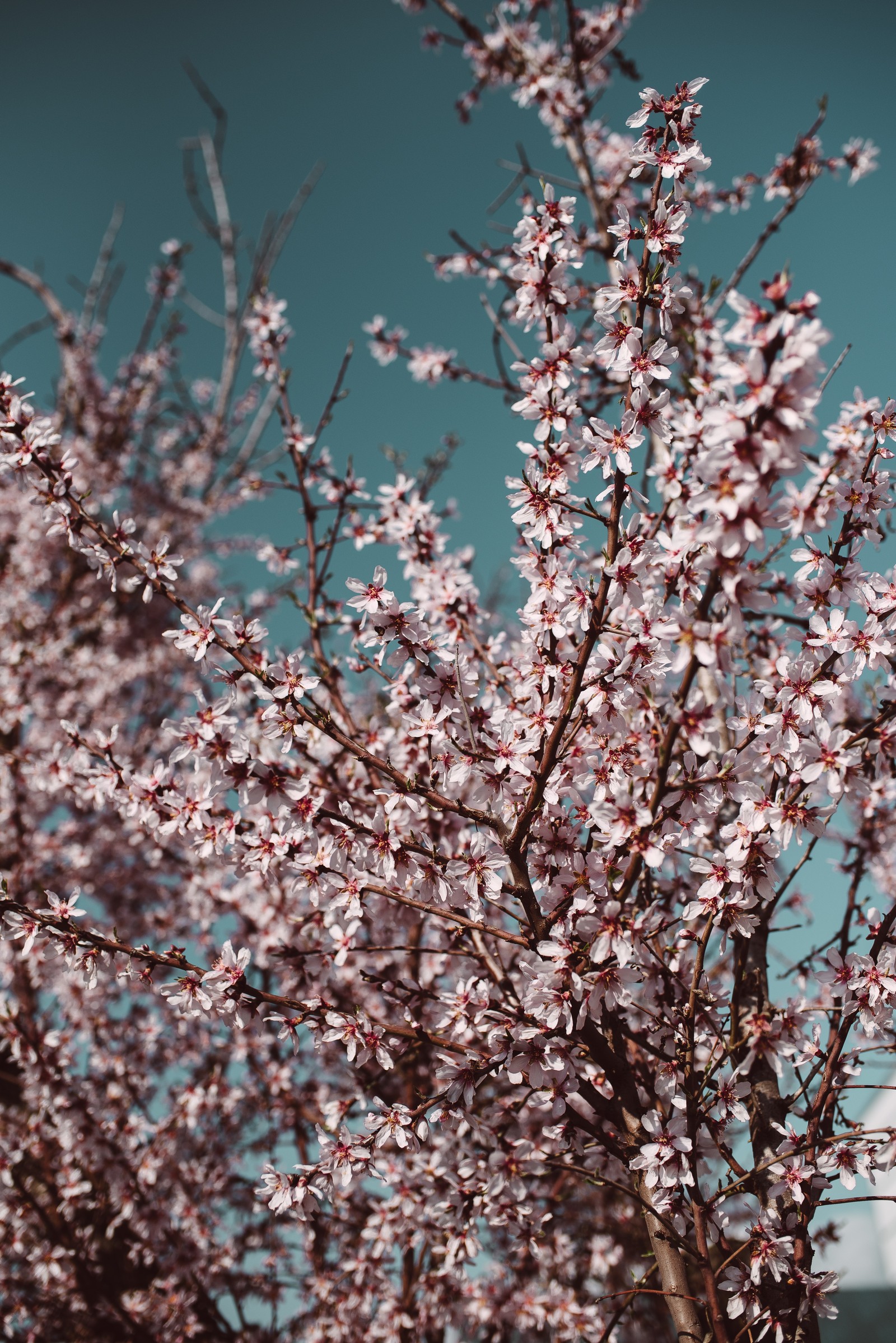 There is a tree with pink flowers in front of a building (tree, flower, spring, blossom, branch)