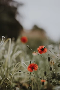 Vibrant red poppies bloom amidst lush green grass in a serene spring landscape.