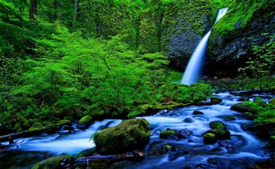 Cascada serena que cae en un arroyo verde exuberante en una selva tropical