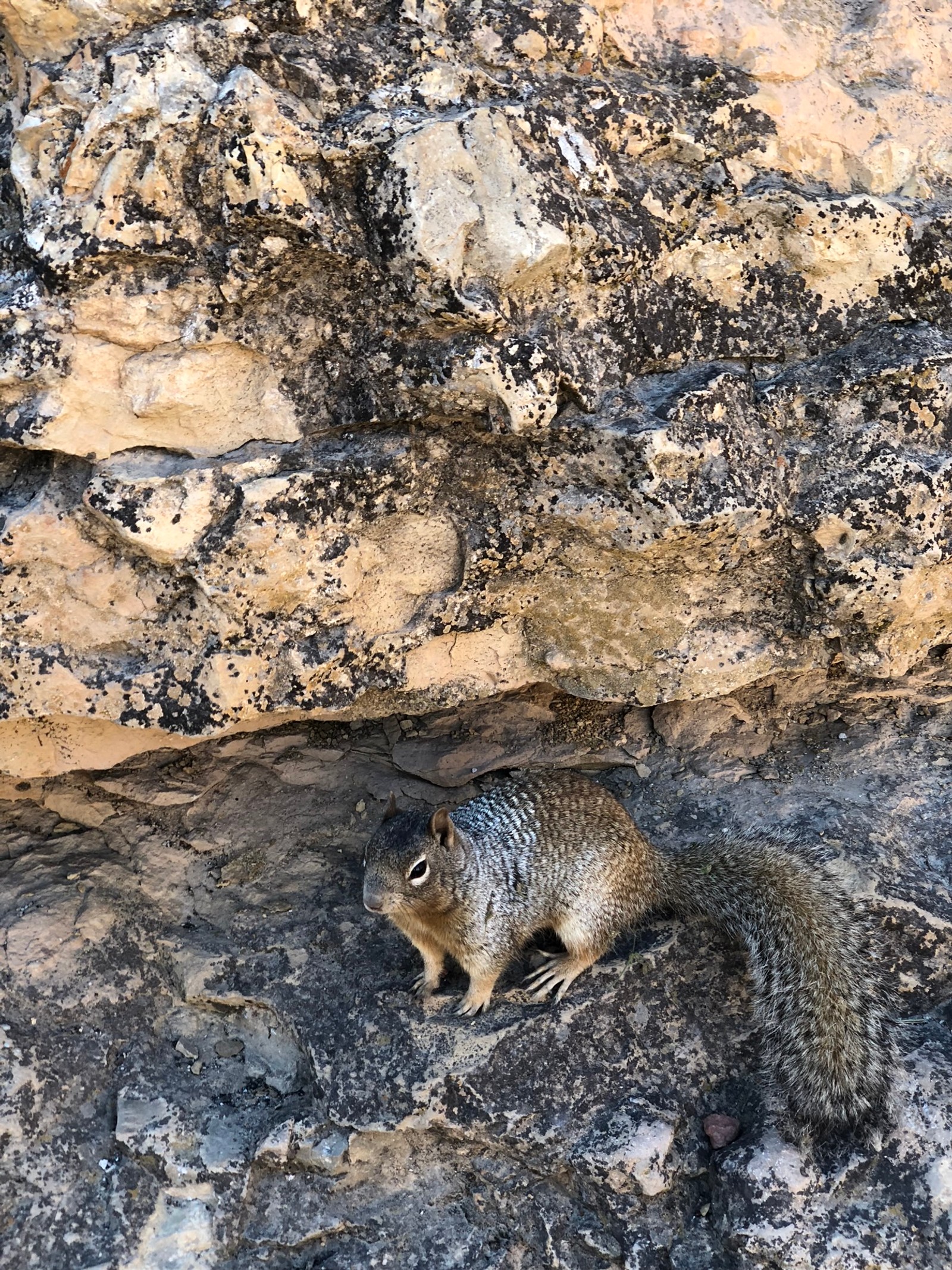 Ein kleines eichhörnchen sitzt auf einem stein. (nagetier, eichhörnchen, landsäugetier, grau, rehkitz)