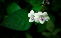 Zarte weiße Wildblumen mit lila Markierungen vor üppigem grünem Laub.