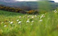 grassland, meadow, grass, vegetation, flower wallpaper