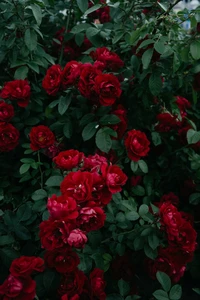 Rosas Floribunda rojas vibrantes en plena floración