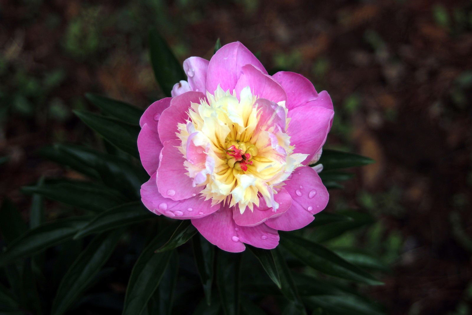 Il y a une fleur rose avec un centre jaune au milieu d'un jardin (pivoines, fleur, plante à fleurs, pétale, plante)