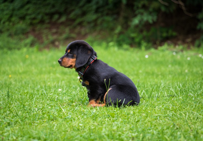 Маленькая черно-коричневая собака сидит в траве (щенок, ротвейлер, rottweiler, порода собак, собака)